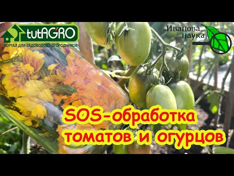 Секретное оружие против белокрылки: помидоры и огурцы будут здоровыми, а урожай - рекордным! Секретное оружие против белокрылки: помидоры и огурцы будут здоровыми, а урожай - рекордным!