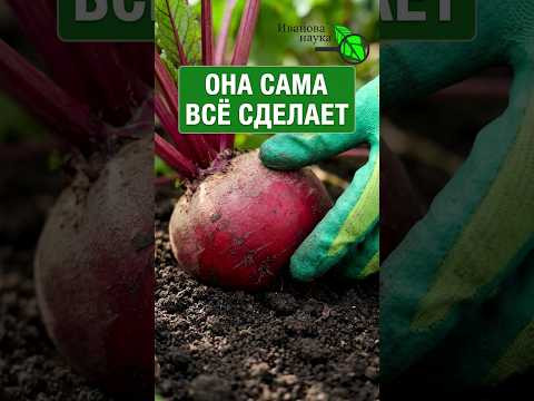 СВЕКЛА БУДЕТ СЛАДКОЙ КАК КОНФЕТА И МЯГКОЙ КАК МАСЛО! Когда убирать свеклу