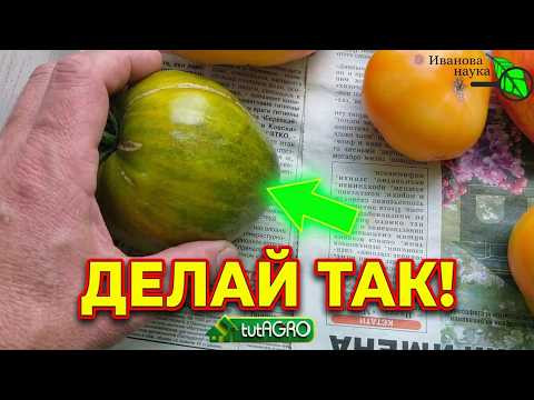 ШОК! ТОМАТЫ НА ГАЗЕТЕ ВКУСНЕЕ, ЧЕМ НА КУСТЕ? Проверь сам ШОК! ТОМАТЫ НА ГАЗЕТЕ ВКУСНЕЕ, ЧЕМ НА КУСТЕ? Проверь сам