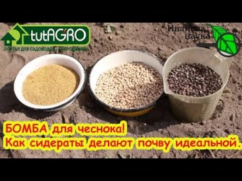 Урожай чеснока ВЗЛЕТИТ! Как сидераты творят чудеса. Посев сидератов до и после лука и чеснока.
