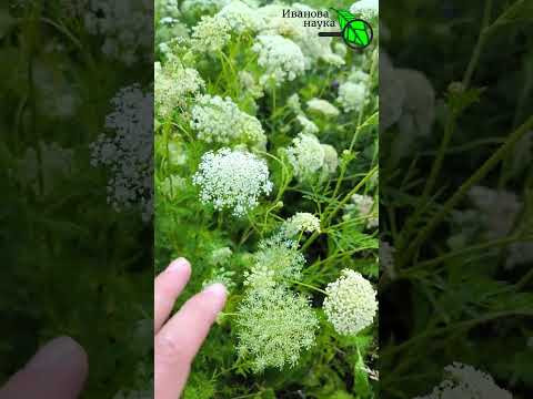 Продавцы пишут ЖАЛОБЫ на это видео! Меня НЕНАВИДЯТ магазины: разорятся, если вы это узнаете! Продавцы пишут ЖАЛОБЫ на это видео! Меня НЕНАВИДЯТ магазины: разорятся, если вы это узнаете!