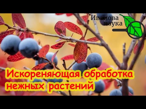 ИСКОРЕНЯЮЩАЯ ОБРАБОТКА ДЛЯ ГОЛУБИКИ и НЕЖНЫХ РАСТЕНИЙ. У болезней нет шансов перезимовать! ИСКОРЕНЯЮЩАЯ ОБРАБОТКА ДЛЯ ГОЛУБИКИ и НЕЖНЫХ РАСТЕНИЙ. У болезней нет шансов перезимовать!