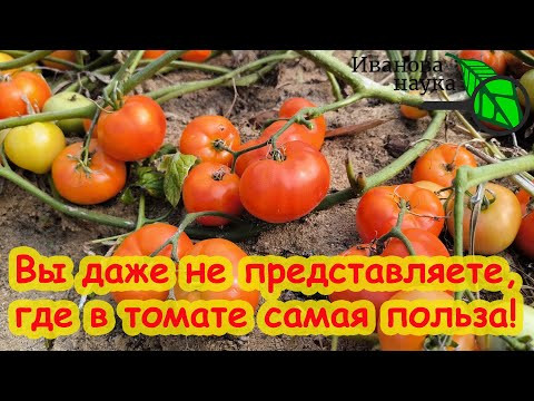 Все едят ТОМАТЫ, но 99% даже не знают Что Творят Помидоры в Организме. Самое полезное в томатах это. Все едят ТОМАТЫ, но 99% даже не знают Что Творят Помидоры в Организме. Самое полезное в томатах это.