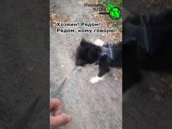 Собака выгуливает хозяина. И в этом есть большая доля правды ))))