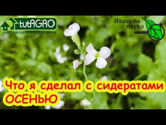 Моя Грядка ЗАГОВОРИЛА! Что я сделал с сидератами осенью. Сидераты - Секретный Ингредиент Осени.