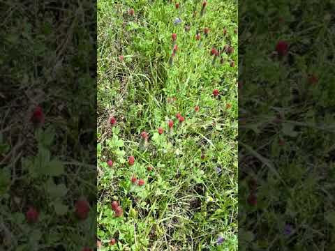 Самый красивый сидерат. Вот какие сидераты сеют в Беларуси.
