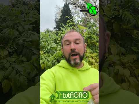 Это место для чеснока — секрет гигантского урожая! Где находится ИДЕАЛЬНОЕ место для посадки чеснока Это место для чеснока — секрет гигантского урожая! Где находится ИДЕАЛЬНОЕ место для посадки чеснока