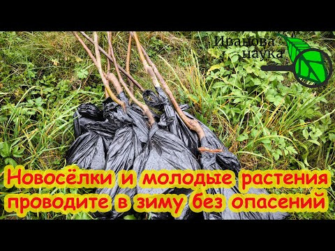 ПОМОГИТЕ МОЛОДЫМ! Молодежь нуждается в опеке. Проводите молодой сад в зиму без опасений.