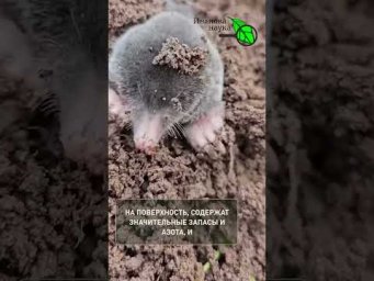 Это БЕСПЛАТНО! Всего 1 горсть в землю &mdash; и рассада жирненькая, толстенькая, урожайная!