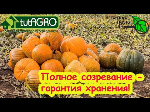 УСПЕЙТЕ ДО МОРОЗА! Ускорение созревания тыквы без подкормок: самый рабочий и простой способ.