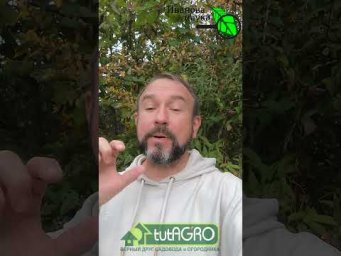 ОЗДОРОВЛЕНИЕ ЧЕСНОКА ПРЯМО на ГРЯДКЕ. Оздоровление через однозубки. Как оздоровить чеснок без химии.