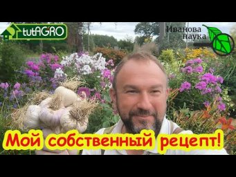 ЗАПРАВКА ПОЧВЫ ПОД ЧЕСНОК: превратите любую землю в рай для чеснока за 5 минут!