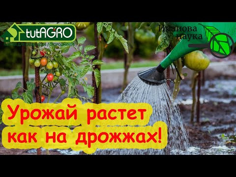 2 в 1! Поливайте сад и огород этим раствором и забудете о болезнях! Химические обработки не нужны! 2 в 1! Поливайте сад и огород этим раствором и забудете о болезнях! Химические обработки не нужны!
