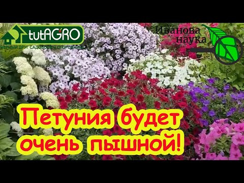 ОДНА ПЕТУНИЯ КАК ЦЕЛАЯ КЛУМБА! Чтобы петуния была самой пышной! Вот что с ней нужно сделать. ОДНА ПЕТУНИЯ КАК ЦЕЛАЯ КЛУМБА! Чтобы петуния была самой пышной! Вот что с ней нужно сделать.
