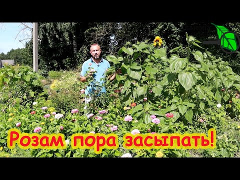 РОЗЫ ЗИМУЮТ БЕЗ УКРЫТИЯ! Несколько простых правил подготовки роз к зиме осенью. Розы должны засыпать РОЗЫ ЗИМУЮТ БЕЗ УКРЫТИЯ! Несколько простых правил подготовки роз к зиме осенью. Розы должны засыпать