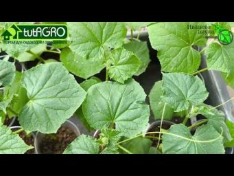 6 САМЫХ РАСПРОСТРАНЕННЫХ ОШИБОК ПРИ ВЫРАЩИВАНИИ ОГУРЦА, которые могут оставить вас без урожая.
