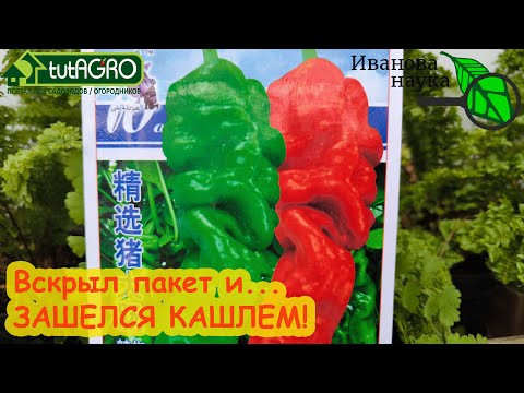 ВСКРЫВАЮ ОТБОРНЫЕ СВИНЫЕ КИШКИ! Китайские семена. Замачиваю в стимуляторе и ВЗОЙДУТ ЛЮБЫЕ СЕМЕНА. ВСКРЫВАЮ ОТБОРНЫЕ СВИНЫЕ КИШКИ! Китайские семена. Замачиваю в стимуляторе и ВЗОЙДУТ ЛЮБЫЕ СЕМЕНА.