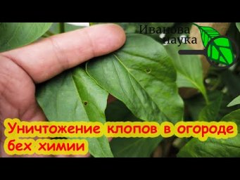 ОГОРОД БЕЗ КЛОПОВ! Клопы убегают от этого средства как трусы! Как избавиться от клопов.
