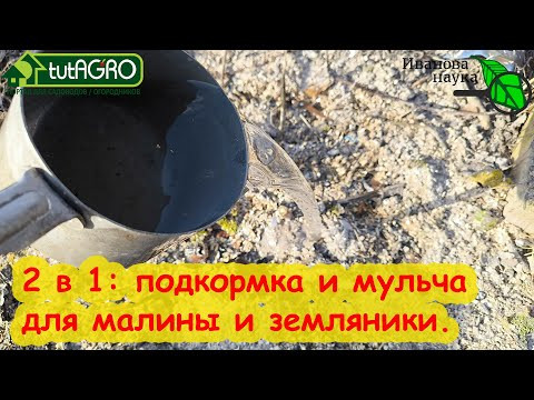 СОШЕЛ СНЕГ - ПОДКОРМИТЕ МАЛИНУ и она завалит вас урожаем. 2 в 1: Подкормка и мульча. СОШЕЛ СНЕГ - ПОДКОРМИТЕ МАЛИНУ и она завалит вас урожаем. 2 в 1: Подкормка и мульча.