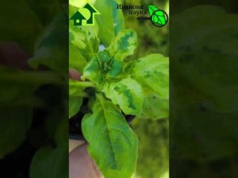 НЕМЕДЛЕННО ИЗБАВЬТЕСЬ ОТ ПЕТУНИИ!!! Заразите весь участок: от томатов до капусты.  #иванованаука
