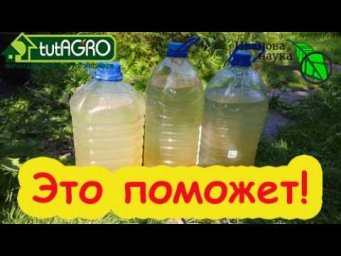 Ловкий трюк от вредителей и болезней: пятна на листьях, тля и белокрылка пропадут за ночь!