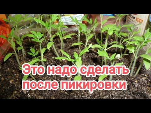 СДЕЛАЙТЕ ЭТО СРАЗУ ПОСЛЕ ПИКИРОВКИ РАССАДЫ и она будет красивее красивой!