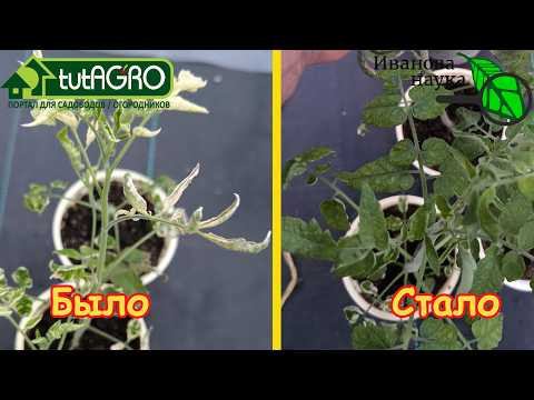 ОДНОЙ КАПЛЕЙ спас всю рассаду! Скорая помощь рассаде: даже хилая становится КРАСАВИЦА! ОДНОЙ КАПЛЕЙ спас всю рассаду! Скорая помощь рассаде: даже хилая становится КРАСАВИЦА!