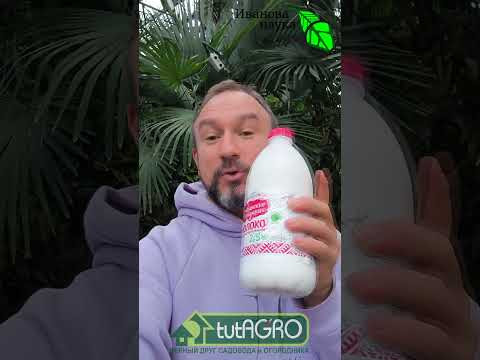 Ваше молоко пахнет навозом? Секрет, о котором вы не знали! Молочка с запахом навоза: это вредно?
