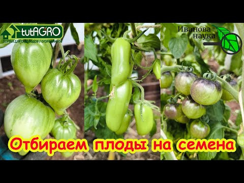 ИЗ ЭТИХ ТОМАТОВ САМЫЕ ЛУЧШИЕ СЕМЕНА! Правила сбора своих семян. Правильно выбрать плоды на семена. ИЗ ЭТИХ ТОМАТОВ САМЫЕ ЛУЧШИЕ СЕМЕНА! Правила сбора своих семян. Правильно выбрать плоды на семена.