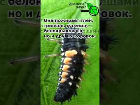 ОБМАННАЯ КОРОВКА С БОЛЬШОЙ ПОЛЬЗОЙ! Несите в теплицу эту коровку от клеща и белокрылки!