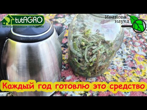 ОПРЫСКАЙТЕ ЭТИМ СРЕДСТВОМ и ВРЕДИТЕЛИ и БОЛЕЗНИ НЕ СТРАШНЫ! Готовим сами витамины для растений. ОПРЫСКАЙТЕ ЭТИМ СРЕДСТВОМ и ВРЕДИТЕЛИ и БОЛЕЗНИ НЕ СТРАШНЫ! Готовим сами витамины для растений.