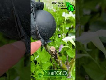 100 % укоренение без ухода. Необычное размножение роз. Черенкование без обрезания.