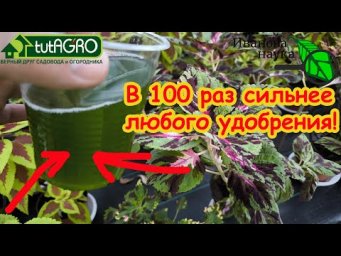 Рассада крепче баобаба! ГОТОВИМ ЭТО УДОБРЕНИЕ САМИ: в 100 раз лучше любого покупного удобрения!