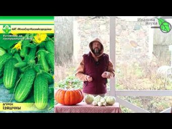 НАШЕЛ ДЛЯ ВАС: ОГУРЦЫ КАК В ДЕТСТВЕ для засолки и салата, хрустящие, крепкие, ароматные и вкусные.