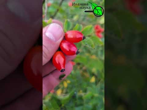В 50 раз больше, чем в лимоне! ШИПОВНИК полезный и бесполезный. Как отличить полезный шиповник? В 50 раз больше, чем в лимоне! ШИПОВНИК полезный и бесполезный. Как отличить полезный шиповник?
