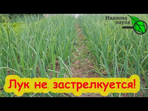 СМЕЛО САЖАЙТЕ ЛУК ПОД ЗИМУ: стрелок не будет! Вот как надо посадить лук, чтобы он не стрелковался. СМЕЛО САЖАЙТЕ ЛУК ПОД ЗИМУ: стрелок не будет! Вот как надо посадить лук, чтобы он не стрелковался.