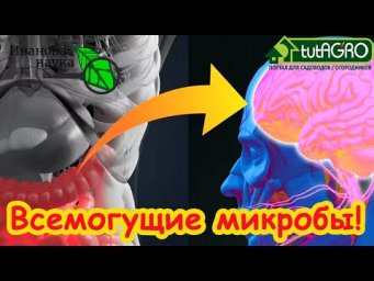 Избавьтесь от проблем со здоровьем с помощью единственной бактерии!