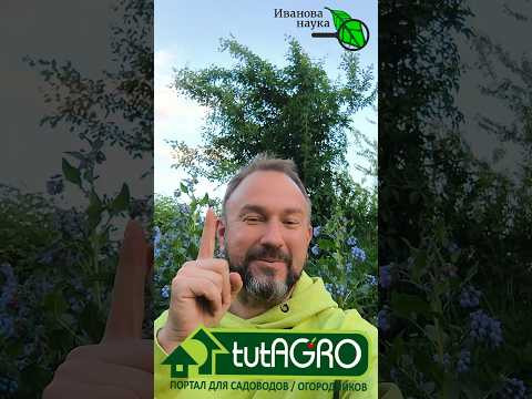 Как вырастить ТОННУ вкусных томатов без капли удобрений: секреты богатого урожая.