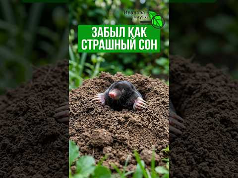 Избавился от кротов РАЗ И НАВСЕГДА! Сделай ТАК осенью и кроты СРАЗУ УБЕГУТ к соседям Избавился от кротов РАЗ И НАВСЕГДА! Сделай ТАК осенью и кроты СРАЗУ УБЕГУТ к соседям