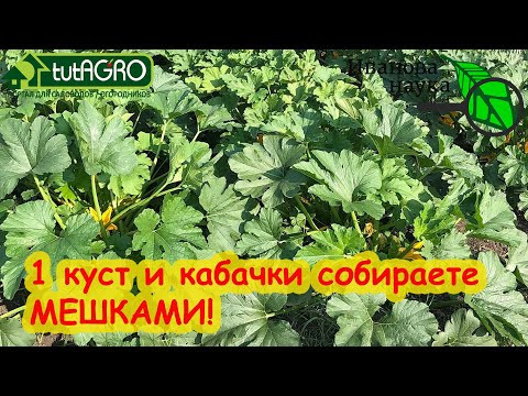 НЕ ПОКУПАЙТЕ СЕМЕНА КАБАЧКОВ, ПОКА НЕ ПОСМОТРИТЕ ЭТО ВИДЕО! Вот эти кабачки завалят урожаем! НЕ ПОКУПАЙТЕ СЕМЕНА КАБАЧКОВ, ПОКА НЕ ПОСМОТРИТЕ ЭТО ВИДЕО! Вот эти кабачки завалят урожаем!
