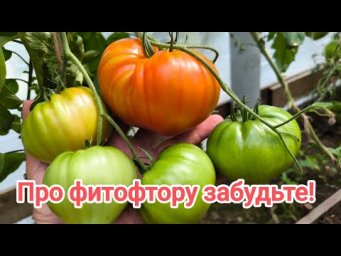 ВООБЩЕ НИЧЕМ НЕ ПОЛИВАЮ И ФИТОФТОРЫ НЕТ! С этим методом здоровые и крепкие томаты плодят до мороза.