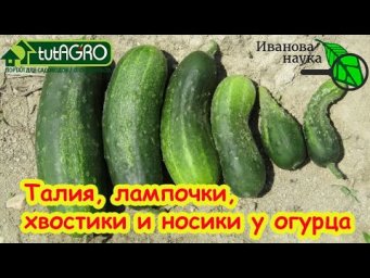 КРИВЫЕ ОГУРЦЫ: подкормки не нужны! Вот почему огурцы растут крючками, как лампочки или с талией.