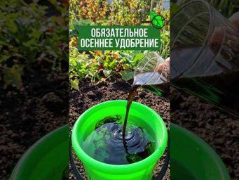 ПОЛ СТАКАНА НА ВЕДРО и ЗЕМЛЯ КАК НОВАЯ! Обязательное осеннее обновление и оздоровление почвы