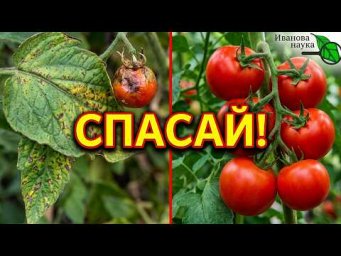 БОЛЕЗНИ ОГОРОДА В ПРОШЛОМ!  Скорая помощь томатам от фитофторы и гнили без всякой химии!