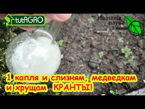 Спасительный ЭЛИКСИР ДЛЯ ПОЧВЫ В ТЕПЛИЦЕ весной: вредители и болезни не спасутся! Своими руками! Спасительный ЭЛИКСИР ДЛЯ ПОЧВЫ В ТЕПЛИЦЕ весной: вредители и болезни не спасутся! Своими руками!