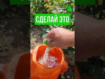 4 в 1: ПОДКОРМКА ГОЛУБИКИ В АВГУСТЕ - ГАРАНТИЯ обильного урожая 