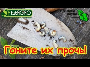 ЛЯРВЫ СДОХЛИ! Что внести в почву осенью, чтобы очистить сад и огород от вредителей.