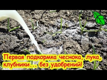 ПЕРВАЯ ПОДКОРМКА ЧЕСНОКА, ЛУКА и ЗЕМЛЯНИКИ - без удобрений! Домашний рецепт доступного средства.