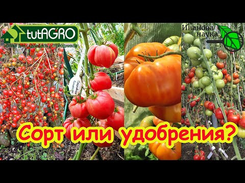 Сорт ИЛИ Химия – Что Дает Урожай Томату? Битва за Идеальный Томат! Сорт? Удобрение? Выбирай! Сорт ИЛИ Химия – Что Дает Урожай Томату? Битва за Идеальный Томат! Сорт? Удобрение? Выбирай!