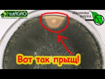 ВО КАКОЙ ПРЫЩ ВЫСКОЧИЛ... на ТРИХОДЕРМЕ! Дружба метаризиума и боверии. Всё для любознательных.